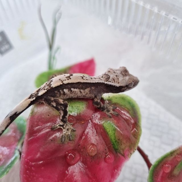 세이블