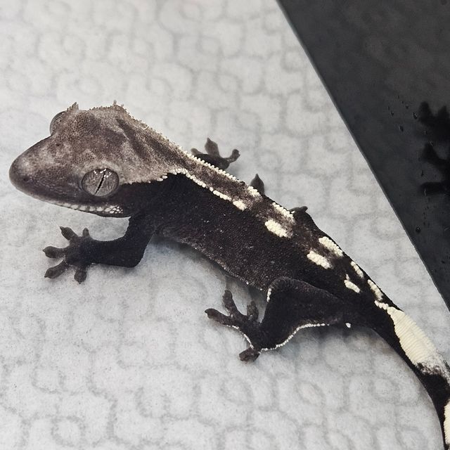 아잔틱