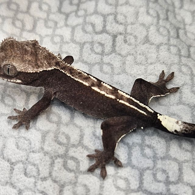 아잔틱