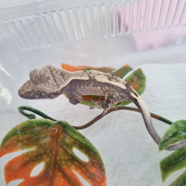 세이블