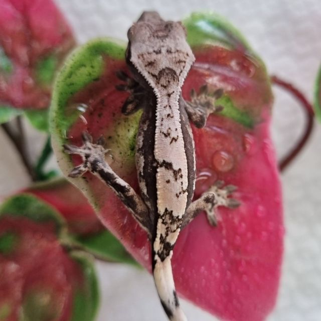 세이블