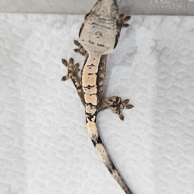 세이블