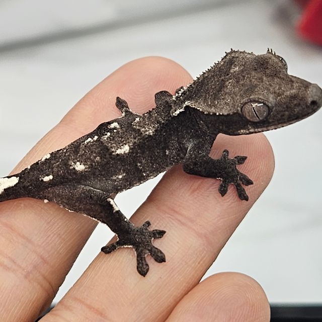 아잔틱