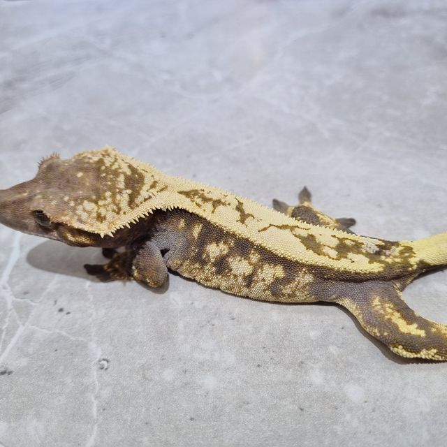 세이블