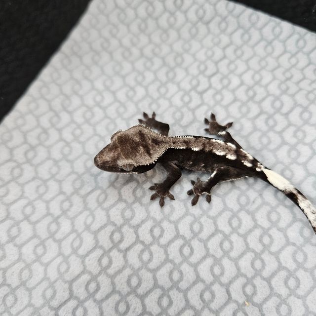 아잔틱