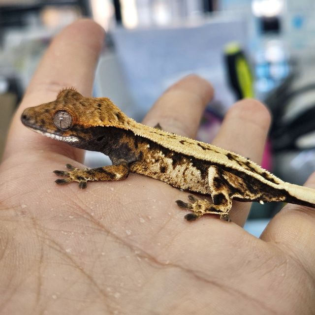 세이블