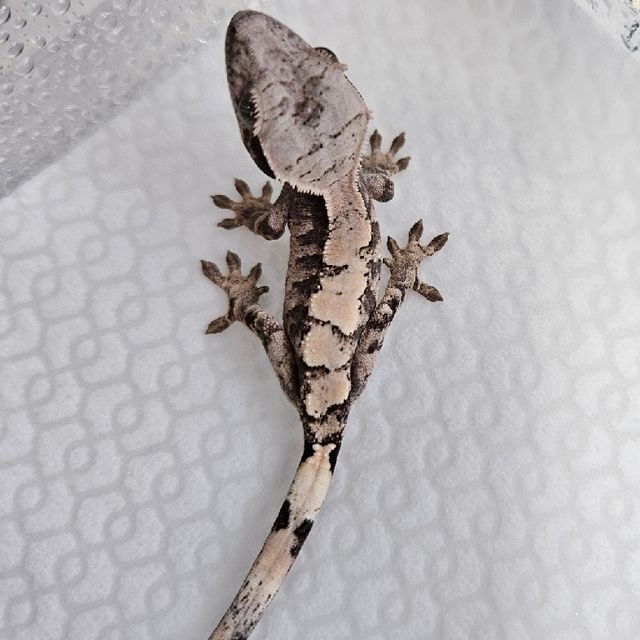 세이블