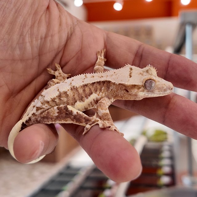 100%헷아잔틱 릴리화이트