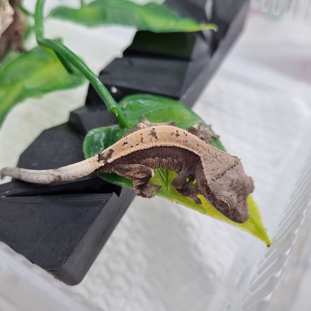 세이블