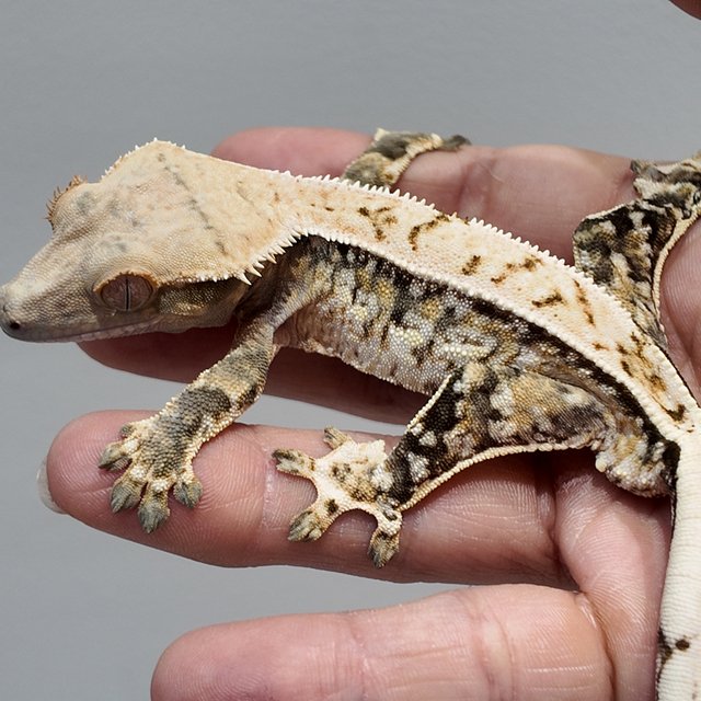 노멀 트라이 드리피 화이트스팟