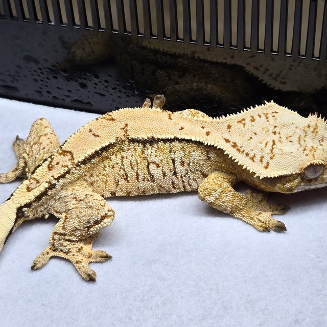 노멀 트라이 화이트스팟