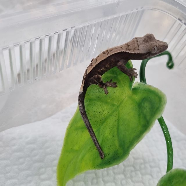 세이블
