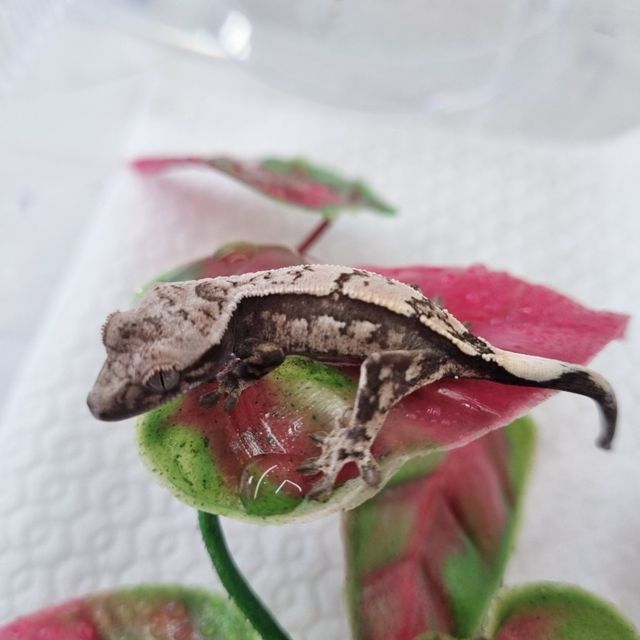 세이블