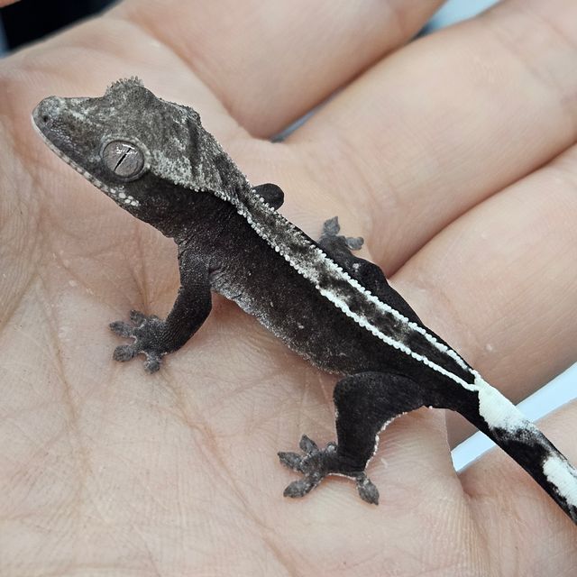 아잔틱