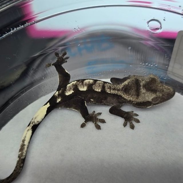 아잔틱