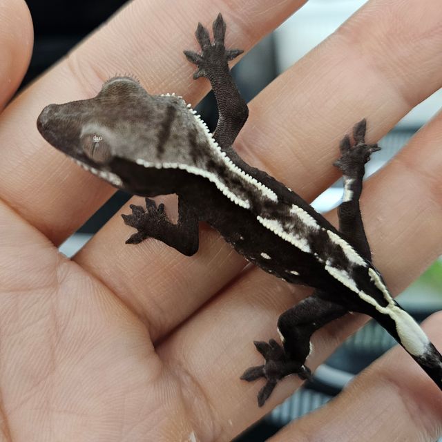 아잔틱