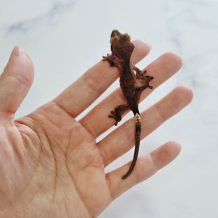 다크 벅스킨