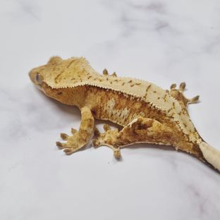 크림시클 옐로우
