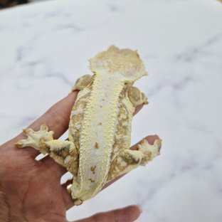 릴리화이트 크림 크림시클