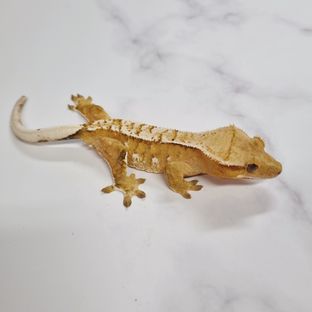 크림시클 옐로우 화이트포트홀