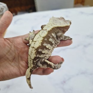 노멀 익스트림할리퀸 레드