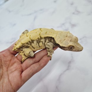 노멀 익스트림할리퀸