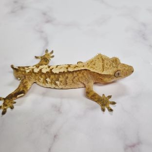 옐로우 크림시클