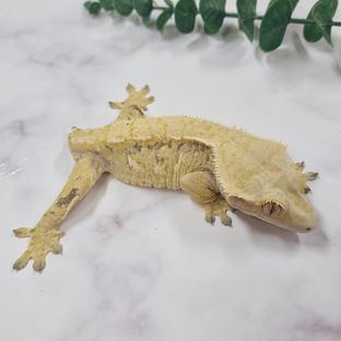 익스트림할리퀸 크림 노멀