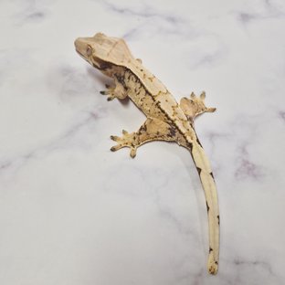 노멀 익스트림할리퀸