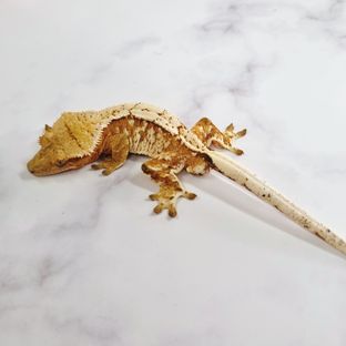 크림시클 옐로우