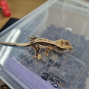 Q5야끼