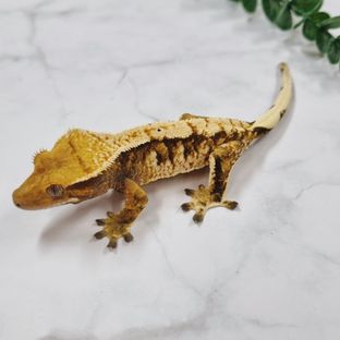 트라이