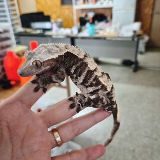 노멀 블랙 다크 타이거