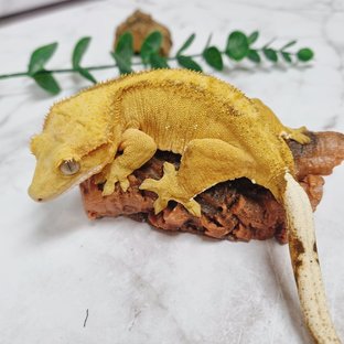 팬텀 옐로우 벅스킨