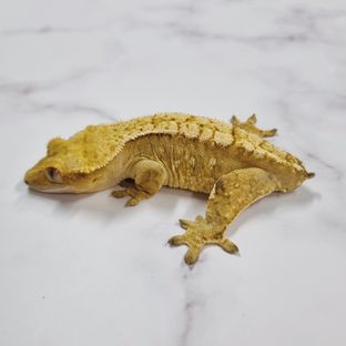 옐로우 크림시클 크림