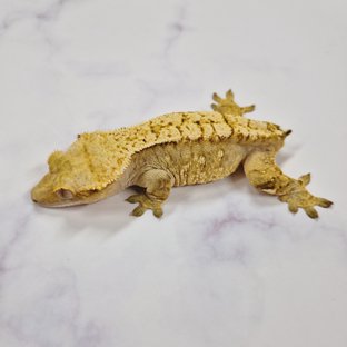 크림 옐로우 노멀