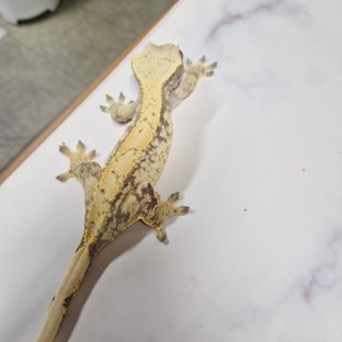 노멀 익스트림할리퀸 드리피