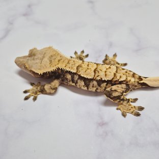 익스트림할리퀸