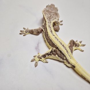 릴잔틱