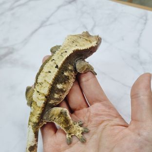 100%헷아잔틱