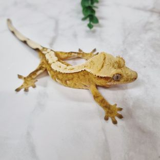 크림시클 옐로우
