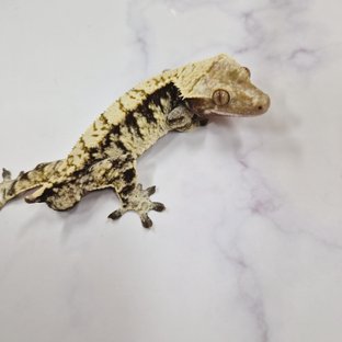 트라이 익스트림할리퀸