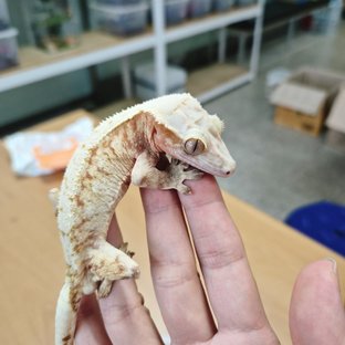 노멀
