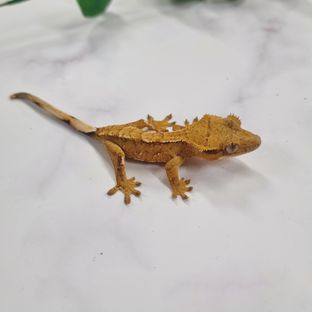 옐로우 팬텀