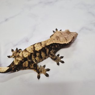 노멀 다크 플레임