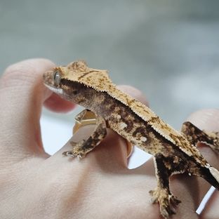 트라이