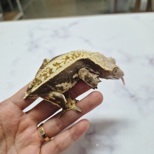 노멀 핀스트라이프