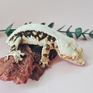 댕댕이