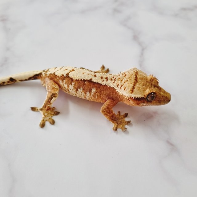 크림시클 옐로우 화이트포트홀