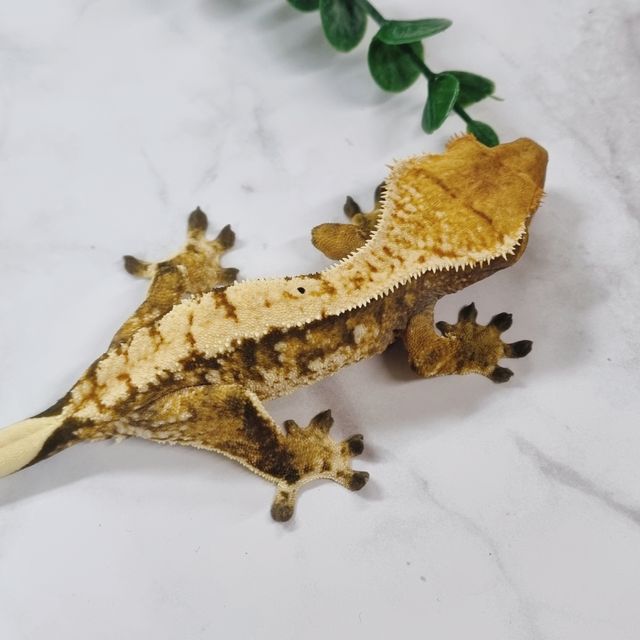 트라이